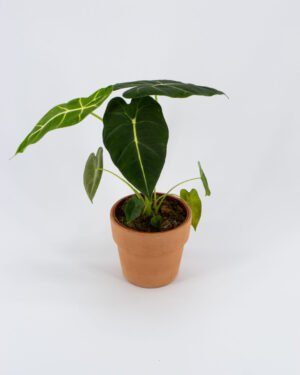 Alocasia 'Frydek'