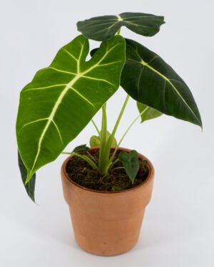 Alocasia 'Frydek' - immagine 2