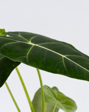 Alocasia 'Frydek' - immagine 4
