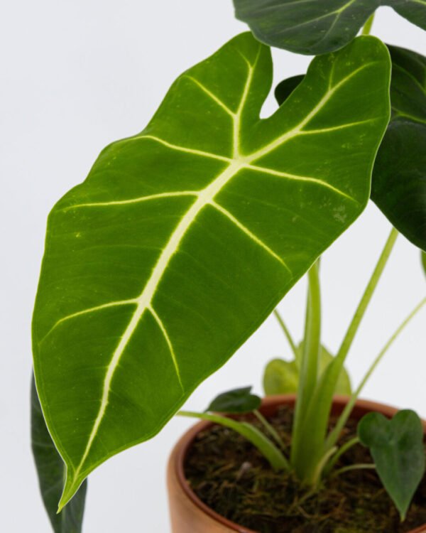 Alocasia 'Frydek' - immagine 3
