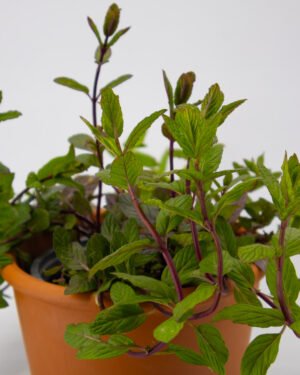 Menta piperita - immagine 2