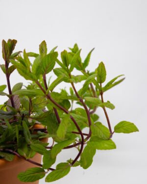 Menta piperita - immagine 3