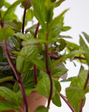 Menta piperita - immagine 4