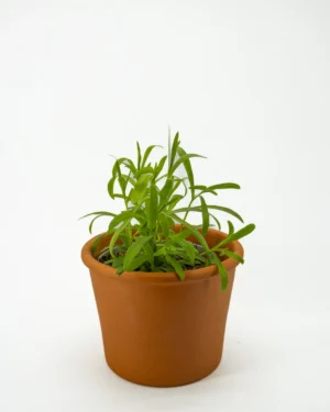 Dragoncello - VivaiBrugna