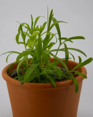 Dragoncello - VivaiBrugna