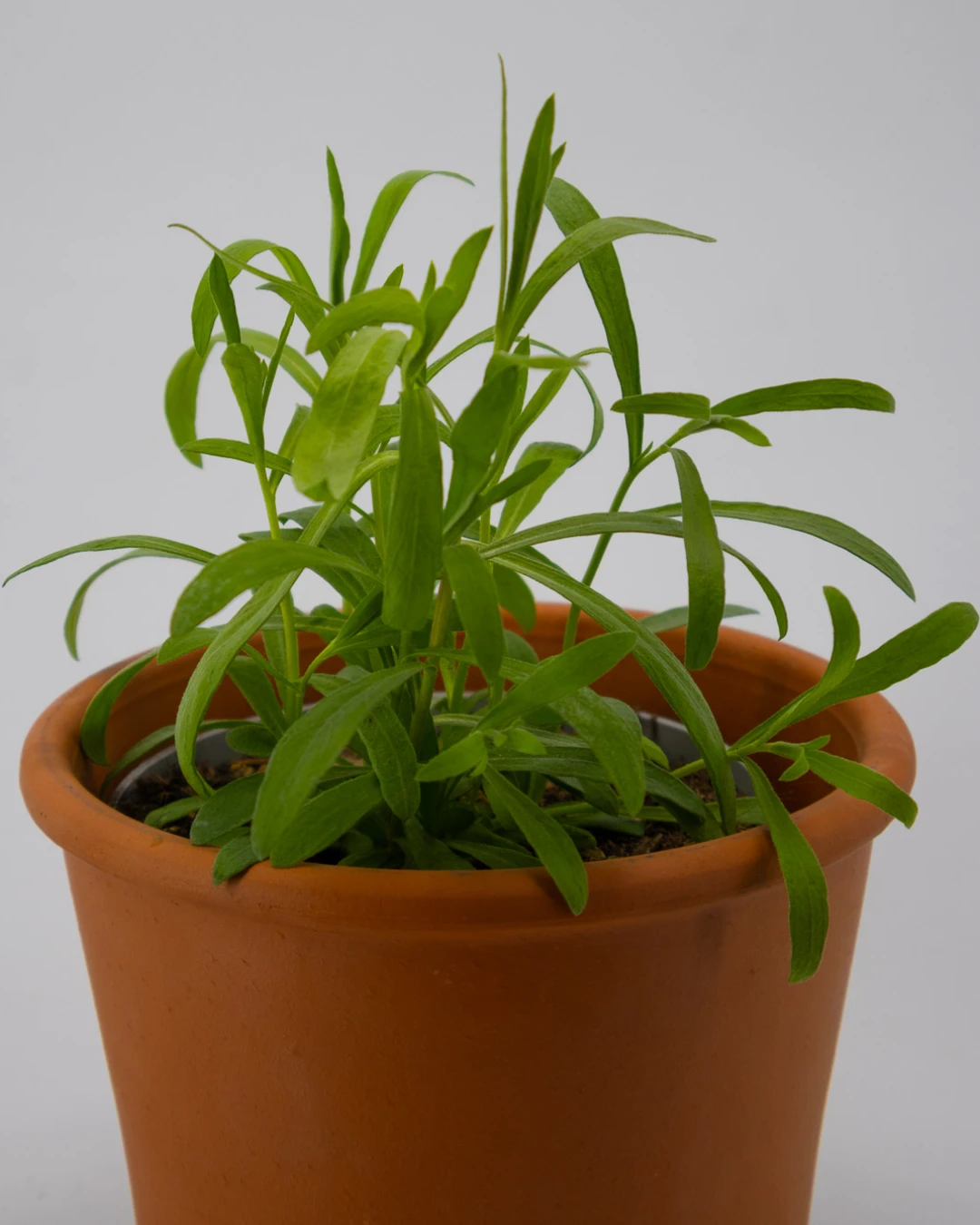 Dragoncello - VivaiBrugna