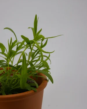 Dragoncello - VivaiBrugna