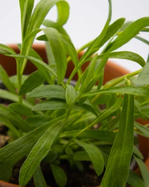 Dragoncello - immagine 4