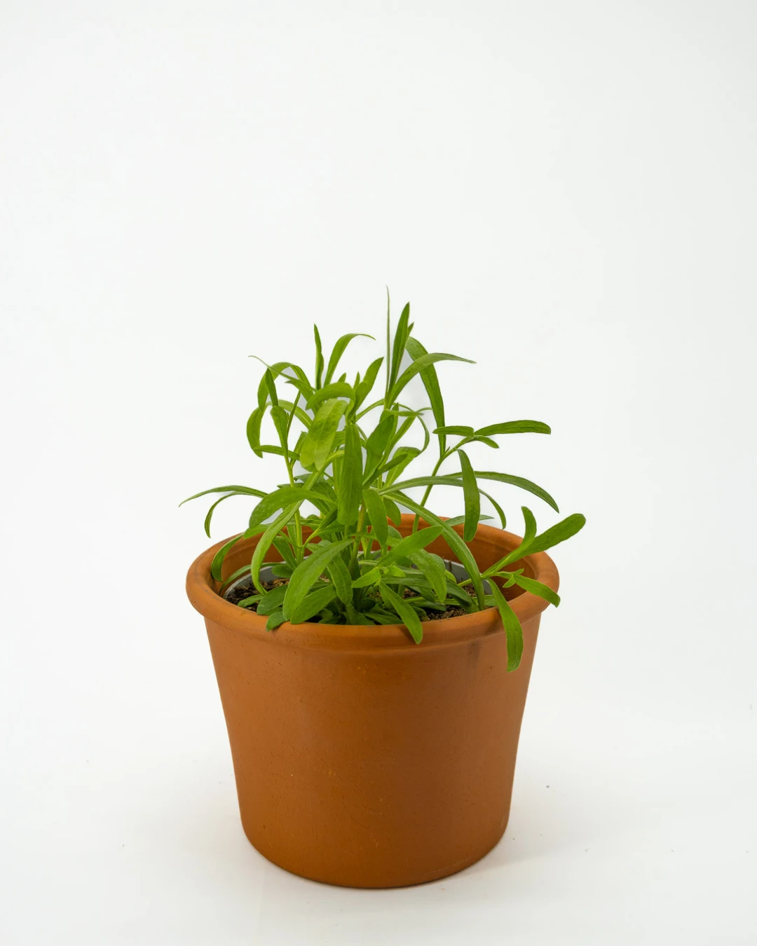 Dragoncello - VivaiBrugna