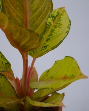 Aglaonema ‘Chartreuse Pretty’ - VivaiBrugna