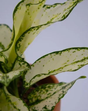 Aglaonema white kiwi - VivaiBrugna