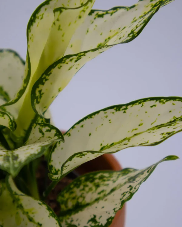 Aglaonema white kiwi - VivaiBrugna