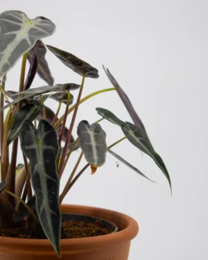 Alocasia 'Arrow' - immagine 3