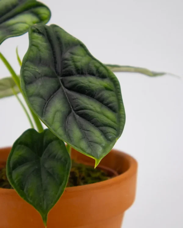 Alocasia 'Dragon Scale' - immagine 3