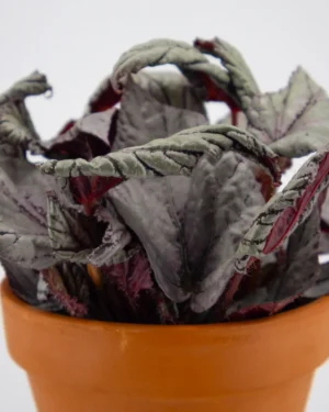 Begonia Beleaf ‘Arctic Breeze’ - VivaiBrugna