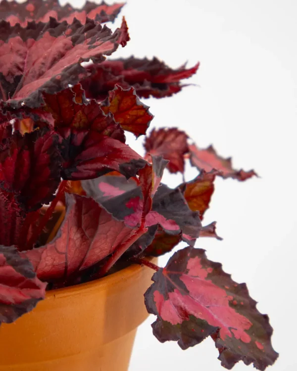 Begonia 'Inca Night' - immagine 3