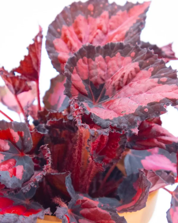 Begonia Beleaf ‘Inca Night’ - VivaiBrugna