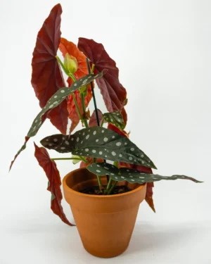Begonia maculata - VivaiBrugna