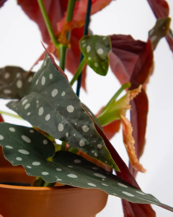 Begonia maculata 'Wings' - immagine 2