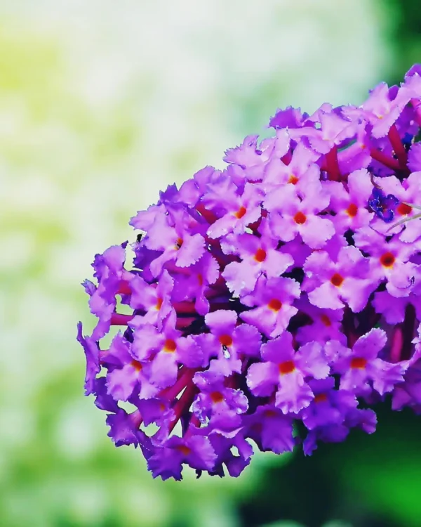 Buddleja davidii 'Butterfly Candy Little Pink' - immagine 2