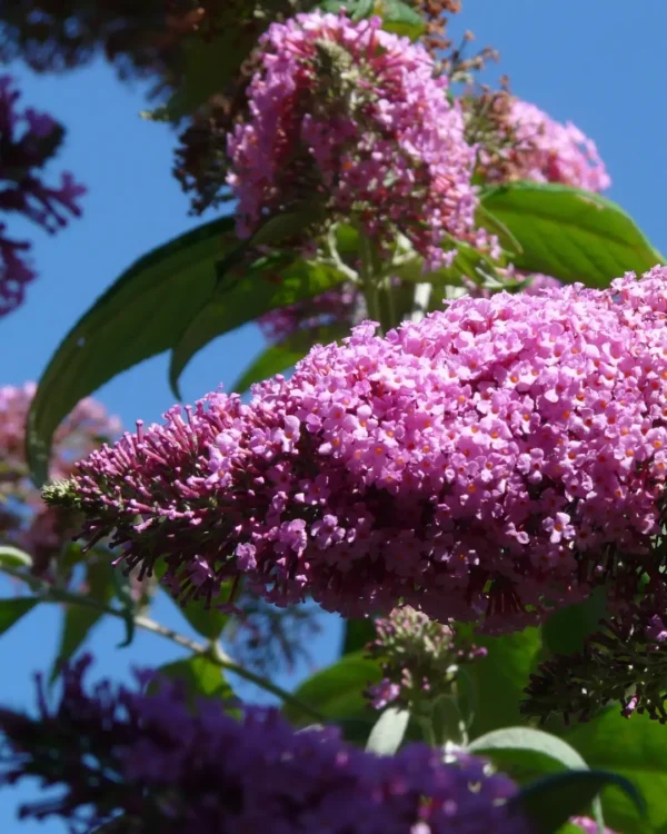 Buddleja davidii 'Butterfly Candy Little Ruby' - immagine 2