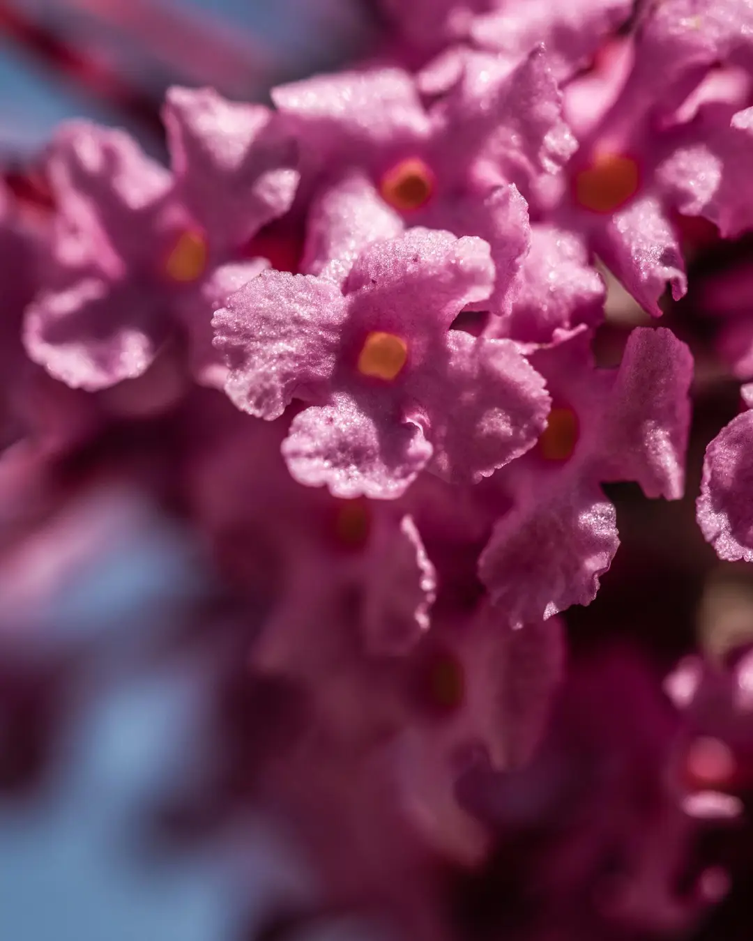 Buddleja Davidii Butterfly Candy Little Ruby - VivaiBrugna