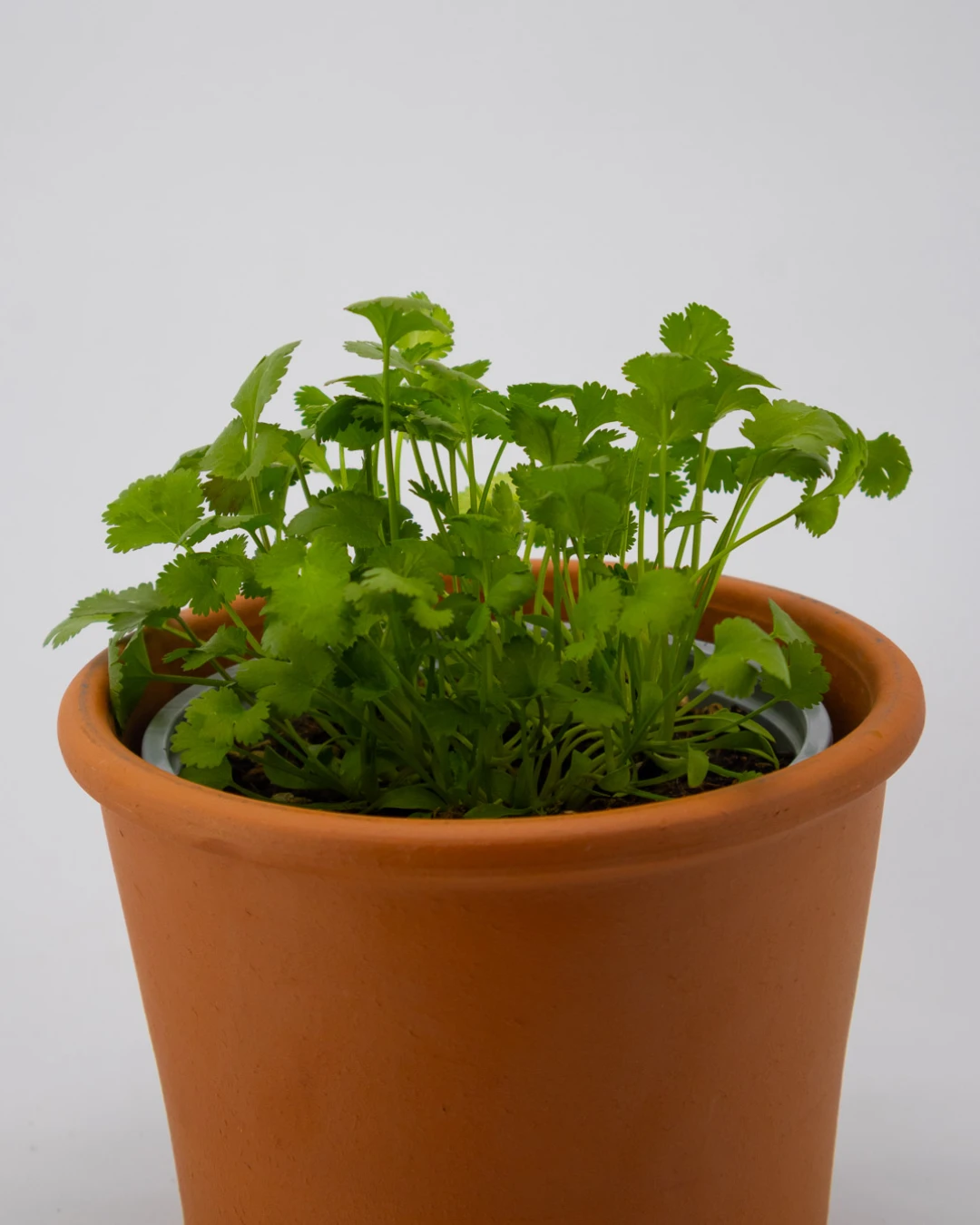 Coriandolo - VivaiBrugna