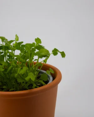 Coriandolo - VivaiBrugna