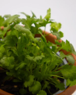 Coriandolo - VivaiBrugna