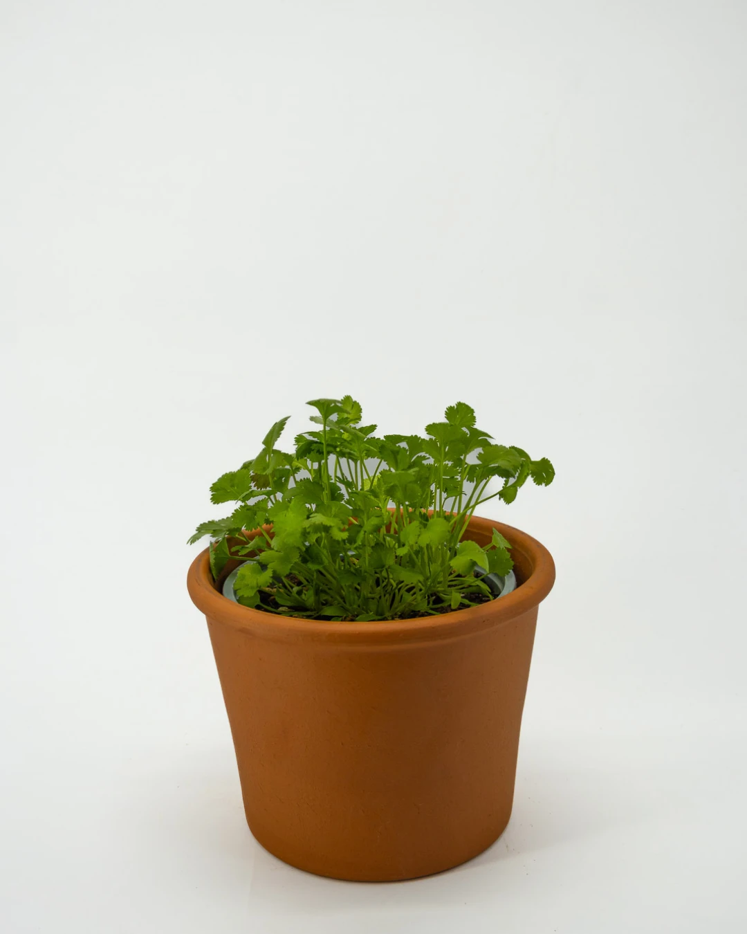 Coriandolo - VivaiBrugna