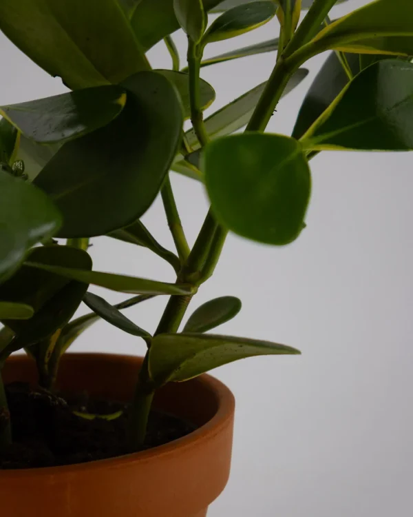 Clusia rosea - immagine 2