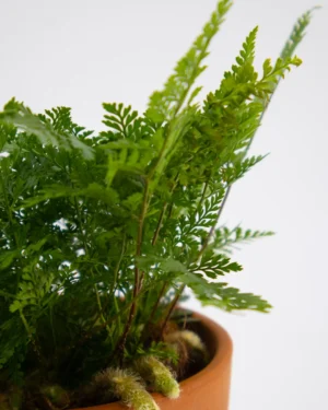 Davallia - VivaiBrugna