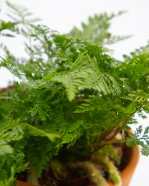 Felce zampa di coniglio - immagine 3