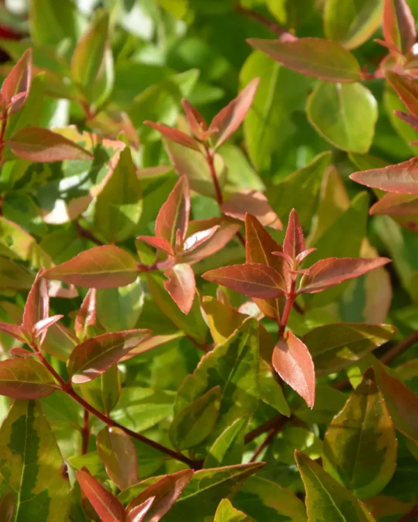 Abelia x grandiflora 'Kaleidoscope' - immagine 2