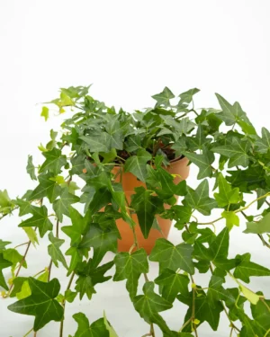 Hedera elja - VivaiBrugna