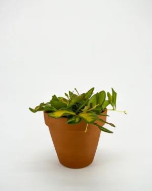 Hoya ds 70 - VivaiBrugna