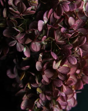 Ortensia macrophylla 'Ever Belles Chocolate' - immagine 2