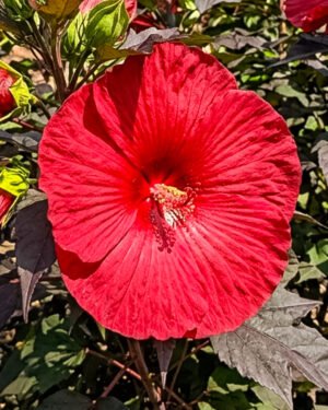 Ibisco moscheutos 'Summerific Holy Grail'