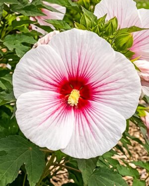 Ibisco moscheutos 'Summerific Perfect Storm'