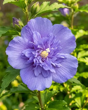 Ibisco syriacus 'Blue Chiffon'