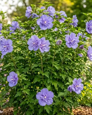Ibisco syriacus 'Blue Chiffon' - immagine 2