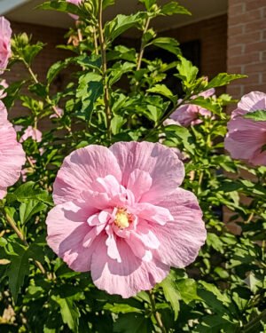 Ibisco syriacus 'Pink Chiffon'