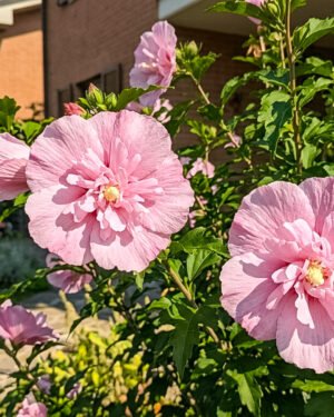 Ibisco syriacus 'Pink Chiffon' - immagine 2