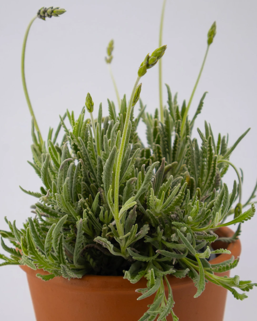 Lavandula angustifolia - VivaiBrugna