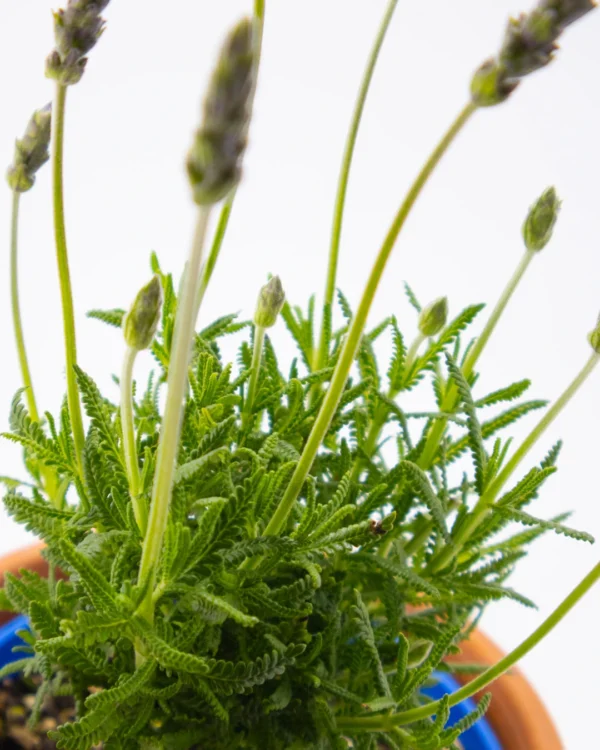 Lavanda angustifoglia - immagine 4