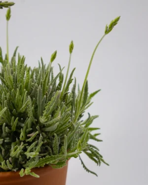 Lavanda dentata 'Goodwin' - immagine 2