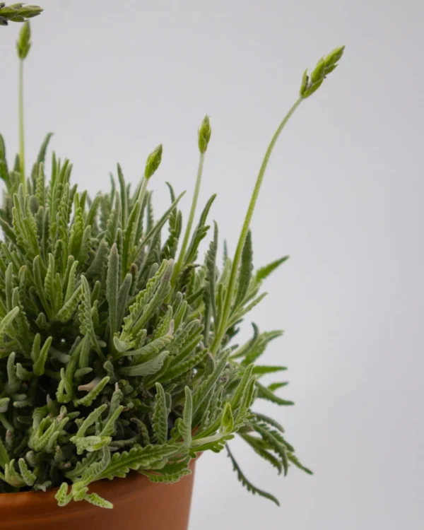 Lavanda dentata 'Goodwin' - immagine 2