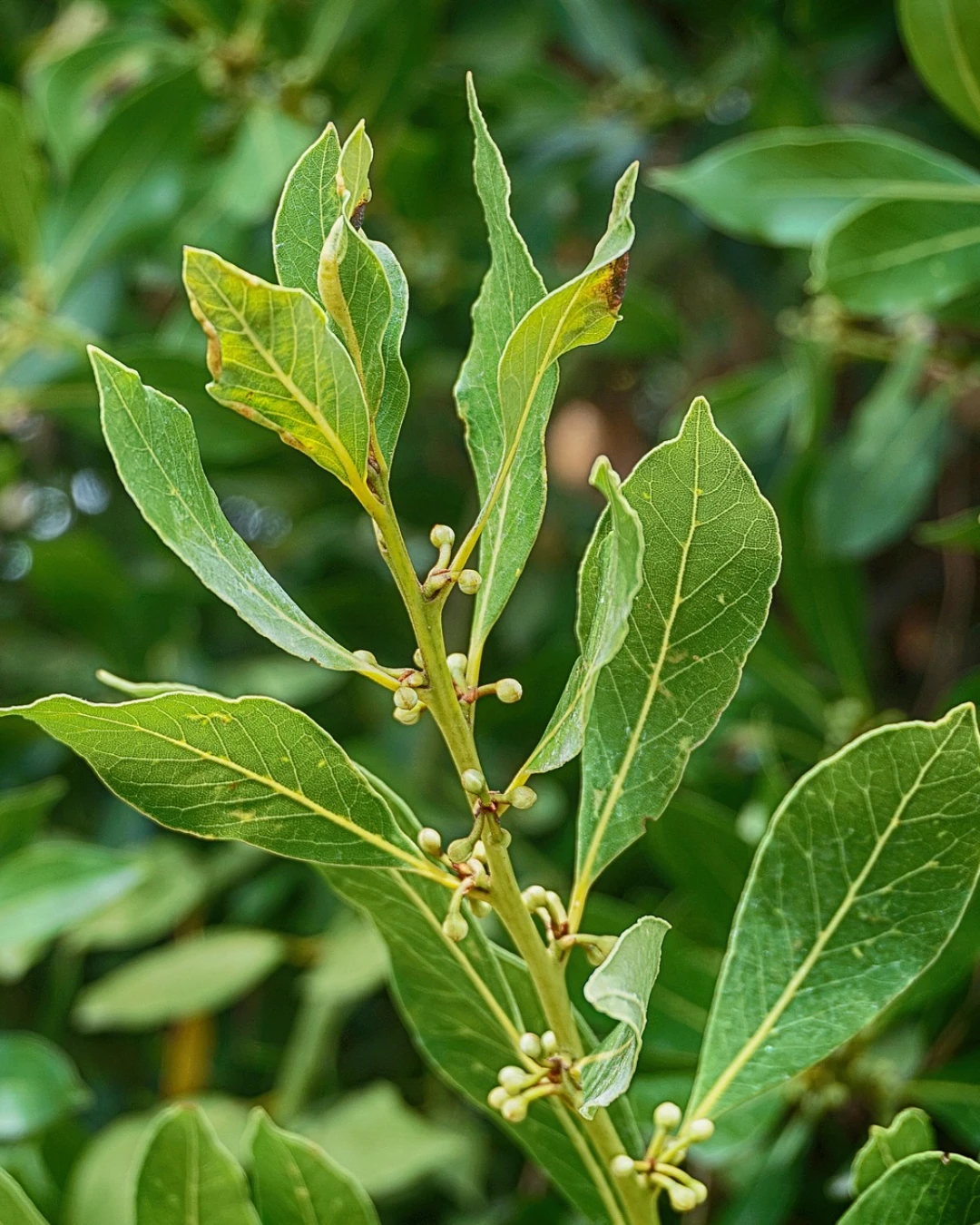 Laurus Nobilis Little Ragu - VivaiBrugna