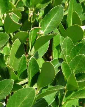 Laurus Nobilis Little Ragu - VivaiBrugna