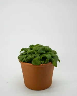 Melissa - VivaiBrugna